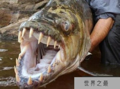 ​世界十大最凶猛淡水鱼，亚马逊鲇鱼能扯断承重400斤的鱼线