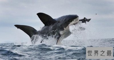 ​世界上最凶猛的鲨鱼，它排第一意料之中。