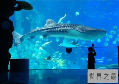 ​世界上最大的鲨鱼，鲸鲨体长可达20米(对游艇有敌意)
