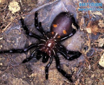 ​世界上最致命的蜘蛛，变异漏斗网蜘蛛血红獠牙剧毒无比