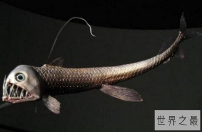 ​世界十大令人恐怖深海生物排行榜 鮟鱇上榜，第二被称为“食人魔鱼”