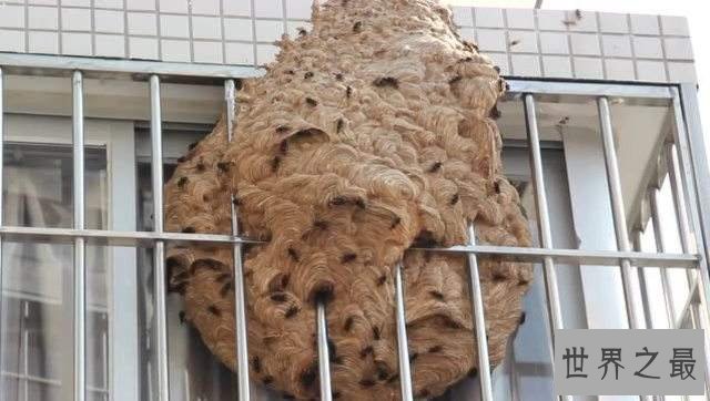 世界上最大的蚂蜂窝，切开墙壁全是密密麻麻的马蜂(附视频)