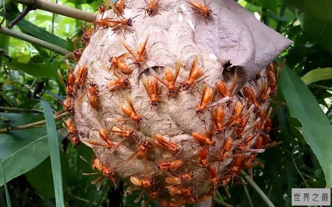 世界上最大的蚂蜂窝，切开墙壁全是密密麻麻的马蜂(附视频)