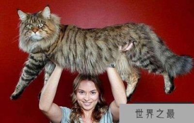 ​世界上最大的猫，体长123厘米重10公斤