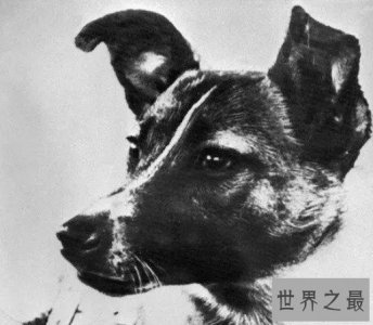 ​第一个遨游太空的流浪狗,也是第一个死在太空的生物