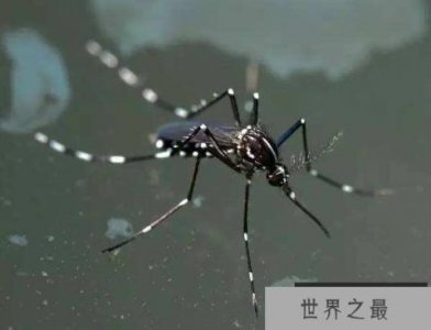 ​世界上毒性最强的蚊子当属花斑蚊 传播登革热
