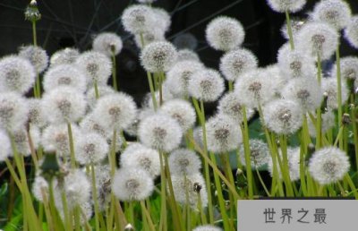 ​无论世界上最勇敢的花前方法多么颠簸,它都不会放弃