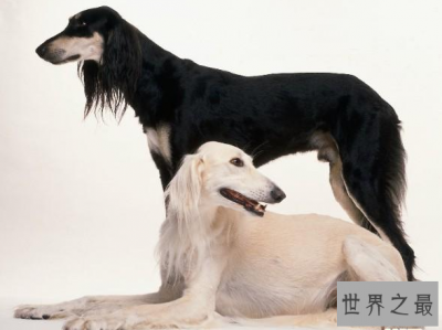 ​捷克狼犬居然是世界上最贵的狗