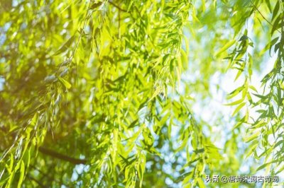 ​宿新市徐公店(花稀绿阴浓，送得春归又迎夏)