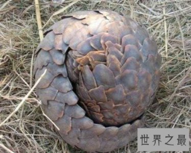 ​世界上最大的穿山甲，八十斤的庞然大物