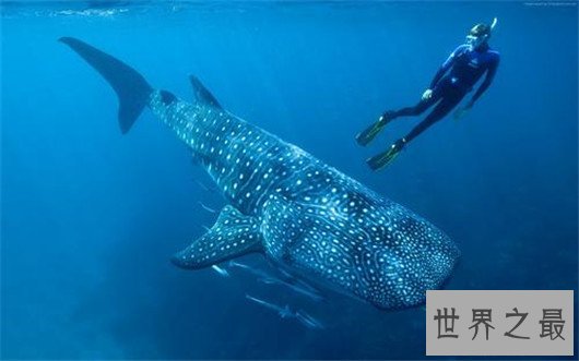 世界上最大的鲨鱼，鲸鲨体长可达20米(对游艇有敌意)