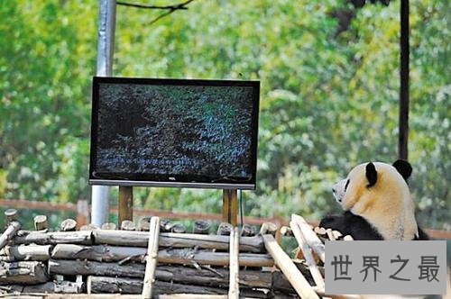 连续看电视时间最久的人，连续4天长达94小时！