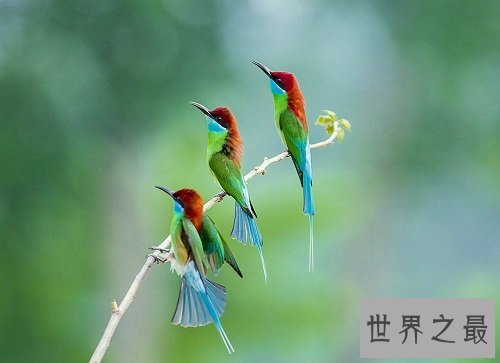 中国最美的鸟蓝喉蜂虎，天空最美的一道风景线！