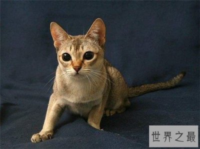 ​世界上最小的猫，小到可以捧在手心里！
