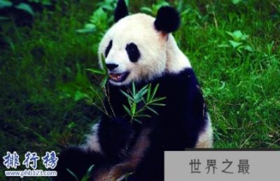 ​最稀有的十大动物,第一全世界甚至只有35只。