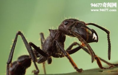 ​世界上最毒的蚂蚁，子弹蚁(咬人最疼的虫子)