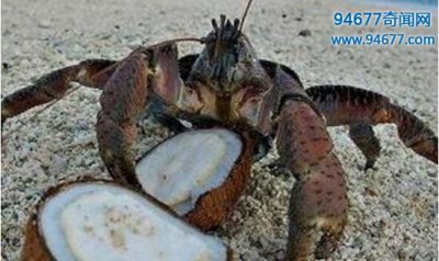 ​最大的陆生蟹椰子蟹，长达1米的蟹你吃过吗