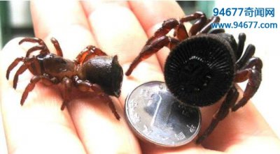 ​世界上最奇葩的蜘蛛，屁股上印铜钱的金钱活门蜘蛛