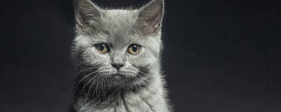 ​猫真的不能吃沙丁鱼吗 猫真的不能吃沙丁鱼吗