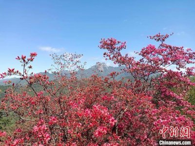 ​安徽大别山：万壑草木深 千山杜鹃红