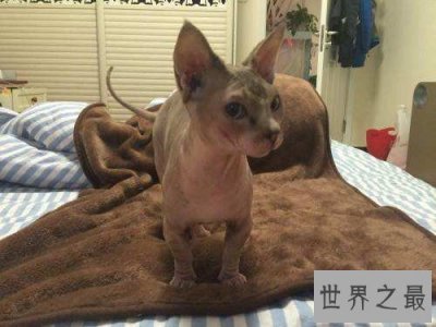 ​加拿大无毛猫强袭来袭，毛发过敏者的爱宠首选！