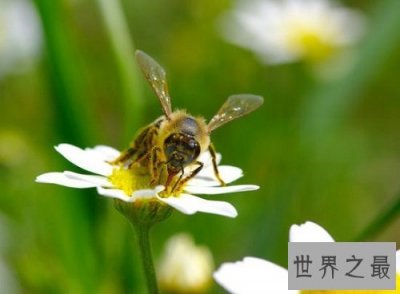 ​蜜蜂蛰了怎么办，紧急处理指南为你排忧解难！
