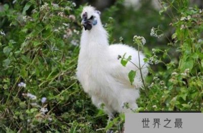 ​世界上最好的宠物鸡，丝羽乌骨鸡中国特有