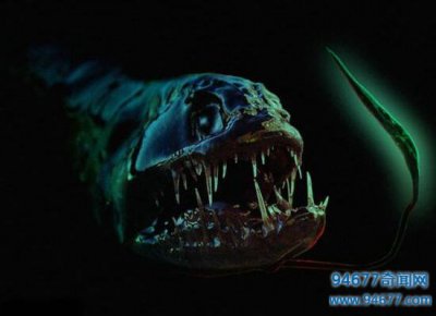 ​世界上最恐怖的海底生物，深海龙鱼凶残至极