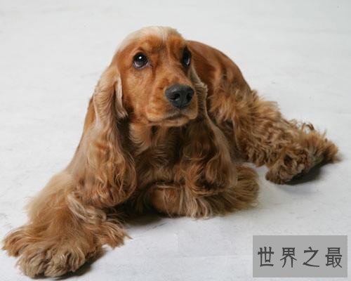 可卡犬好养吗？全方位为你一一解答！