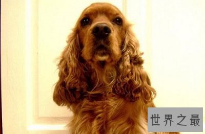 ​可卡犬好养吗？全方位为你一一解答！