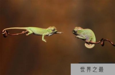 ​世界上最小的变色龙，迷你变色龙体长不到3厘米