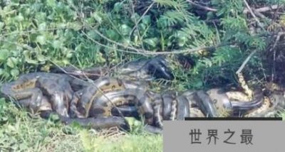 ​世界上最大的蛇有多长