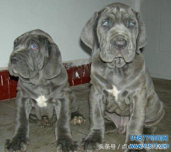 它是世界上最强横的斗犬之一，藏獒不敌，曾经是黑手党的最爱！