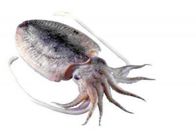​乌贼真的是四维生物吗 为什么说乌贼是四维生物