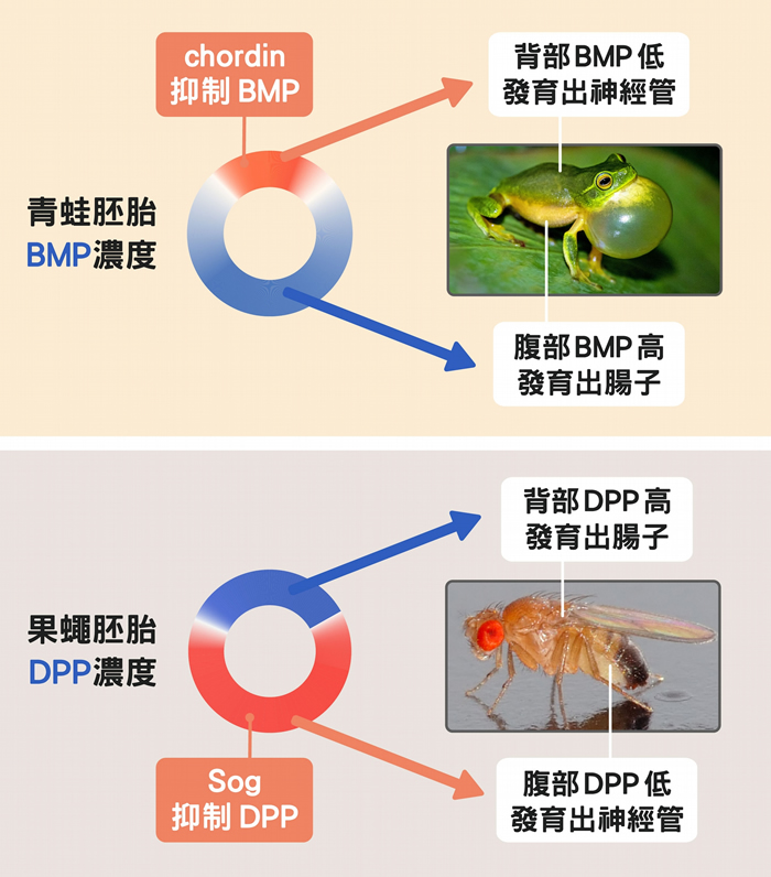 人青蛙的神经管长在背面、果蝇在腹面，正是因为控制背腹体轴发育的蛋白质浓度分布不一样。 数据源│苏怡璇 ；图片来源│维基百科、Unsplash ；图说设计│黄晓君