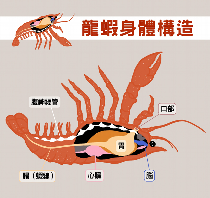 龙虾一样有神经管，把牠翻过来，神经管在上、肠子在下，很像脊索动物。 图说设计│黄晓君、林洵安