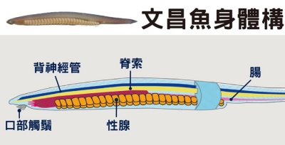 ​人类祖先嘴巴曾经消失又出现？揭开脊索动物腹背翻转之谜
