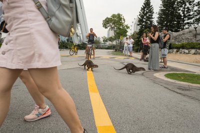 ​调皮的水獭在新加坡如何适应都市生活？