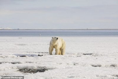 ​俄罗斯北极熊“乌姆卡”为觅食流浪700公里 饿得不似“熊”形