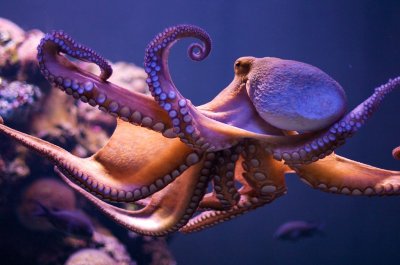 ​《生物物理学和分子生物学进展》：章鱼、鱿鱼、墨鱼等头足类动物可能起源于外
