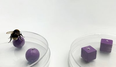 ​熊蜂能跨感官地识别物体 这证明某种昆虫对认知复杂性达到前所未有的程度