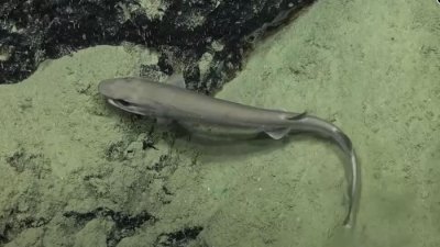 ​澳大利亚Falkor号科考船发现“世界上最稀有的鲨鱼品种”短尾猫鲨Parmaturus