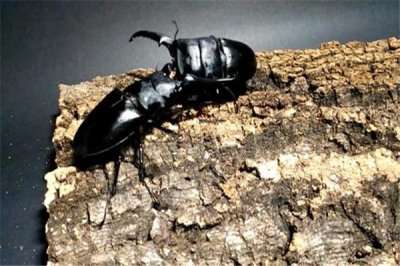​巴拉望巨扁锹形虫：昆虫里的格斗天才（擅长格斗）