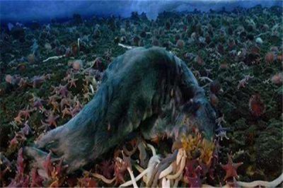 ​南极巨虫：极地海洋中长达五十多米的生物（又称丝带虫）