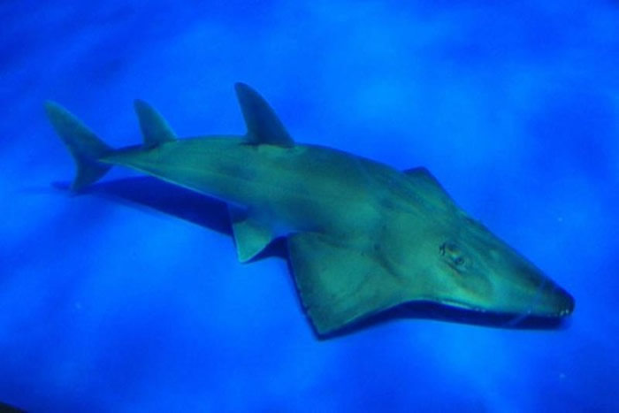日本鹿儿岛水族馆20年一直养着的及达尖犁头鳐原来是新物种：妖怪及达尖犁头鳐