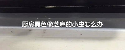 ​厨房的黑色芝麻虫子 厨房角落有像芝麻一样的黑虫