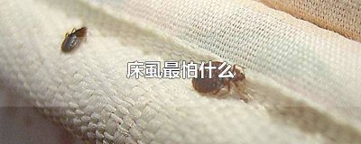 ​床虱最怕什么 床虱最怕什么 姜粉