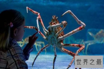 ​最大的螃蟹是日本杀人蟹 椰子蟹由于捕杀几乎灭绝
