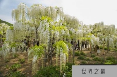 ​世界上最长的植物，白藤长度可达500米