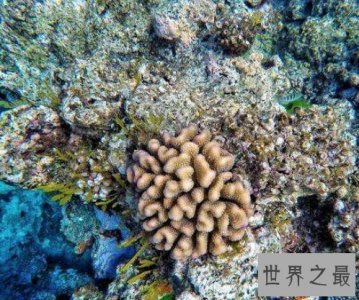 ​世界上体型最大的双壳动物巨蛤，可是长达1.2米左右